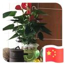 funnyxie