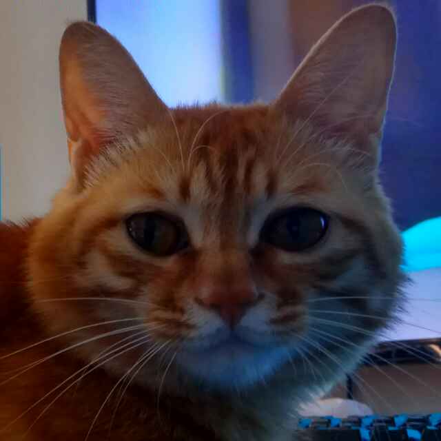 南院旧猫