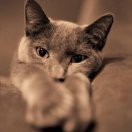 爱笑的猫
