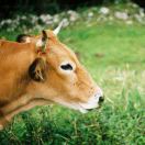 牛妞妞溜妞妞牛