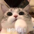 薛定谔的猫