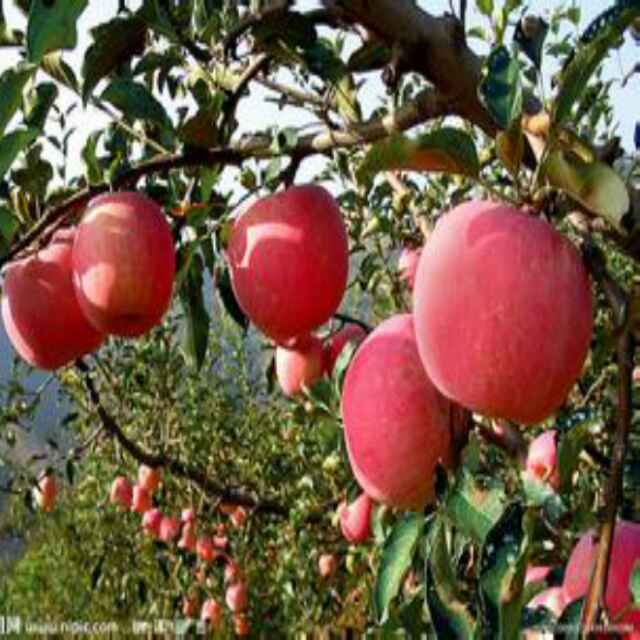 快乐与平安(Z.K或Z.F.J)