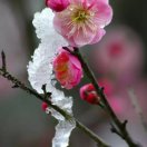 欢喜梅花
