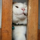 麦田