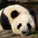 Panda.K