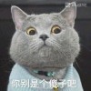黑猫猫猫