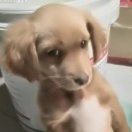 阿蕉