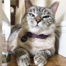 猫猫其实不吃鱼