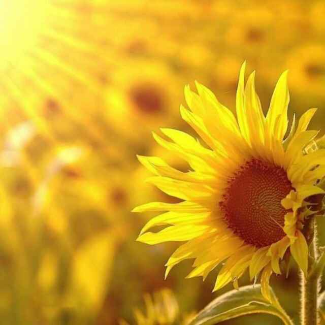 太阳花