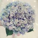 柠檬Menthe冰茶