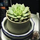 我是锋锋锋锋