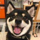 安伯伦