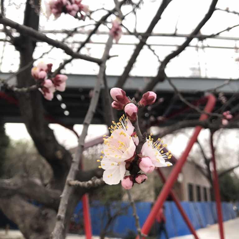 李金林