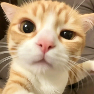 爱鱼喵喵