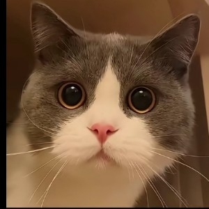 可露露