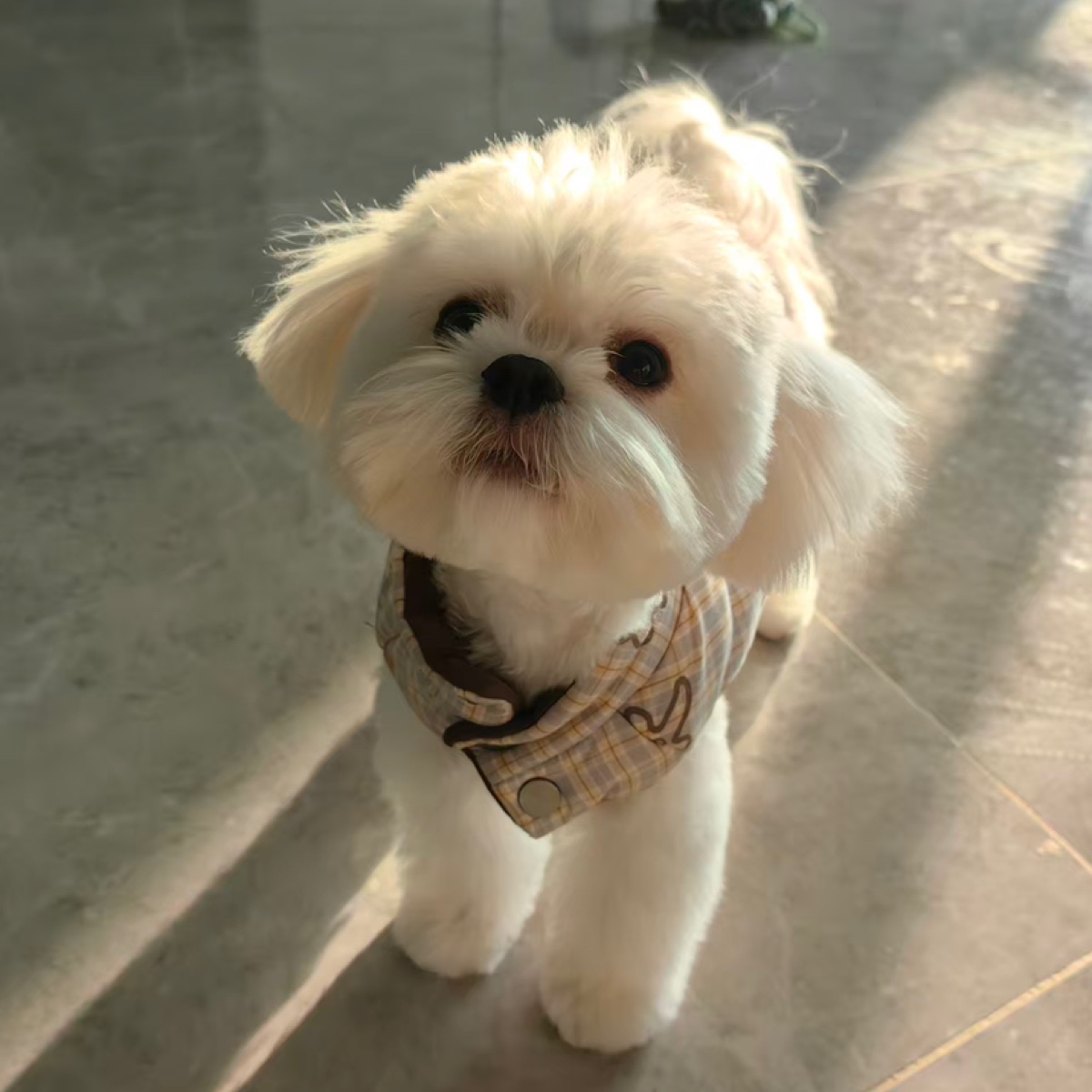 WPSAI设计小助理